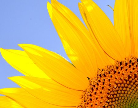 zonnebloem met tekst fijne zomer erbij