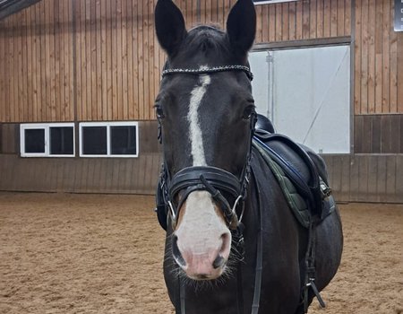 een donkerbruin paard met witte bles en witte sokjes in een binnenbak van een manege
